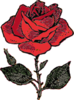 Rose Illustration With Color Clip Art